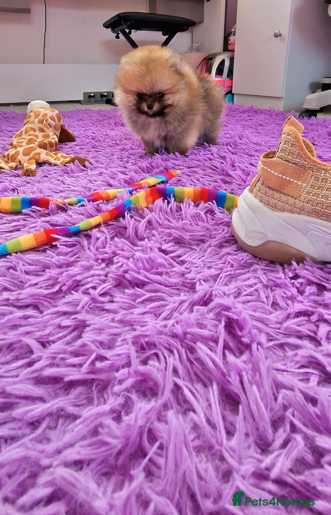 Pomeranian dogs for sale: Super tiny 2 Girls & a boy 💙💓 - Image 2