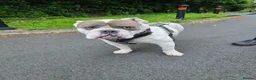 Old Tyme Bulldog dogs for sale: Mylo   tri in colour  - Advert 6