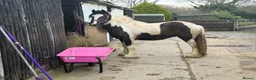 Irish Cob horses for sale: Cob for sale  in Wallasey - Advert 3