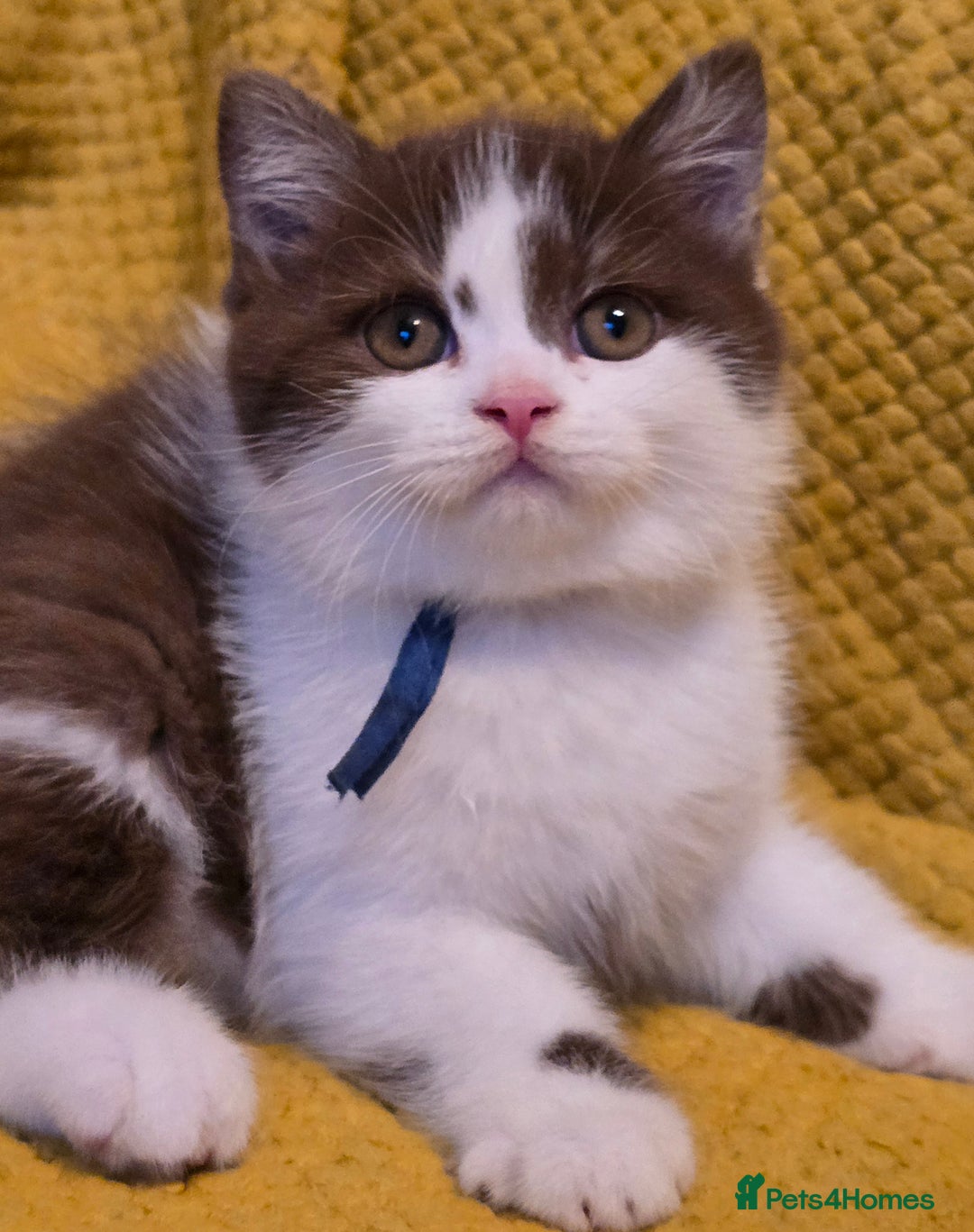 British Shorthair cats for sale: Pedigree, British Shorthair, TICA reg kittens - Image 22
