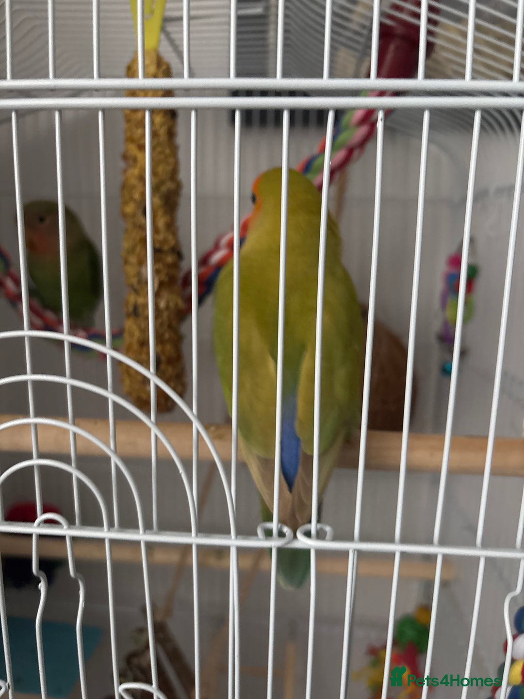 Lovebirds birds for sale: Pair of Love birds with cage and accessories  - Image 4