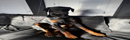 Dobermann dogs for sale: Doberman 9 months  in Berwick-upon-Tweed - Advert 1