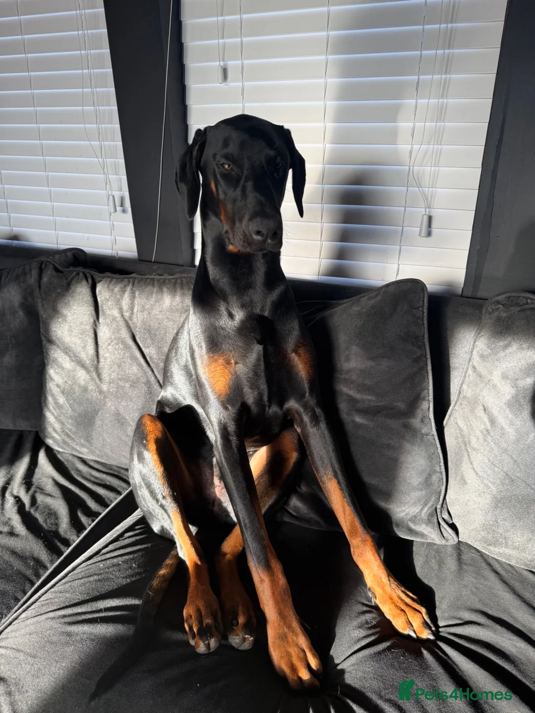 Dobermann dogs for sale: Doberman 9 months  in Berwick-upon-Tweed - Advert 1