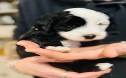 Tibetan Terrier dogs for sale: KC Reg, Fully Health Tested Tibetan Pups - Image 6