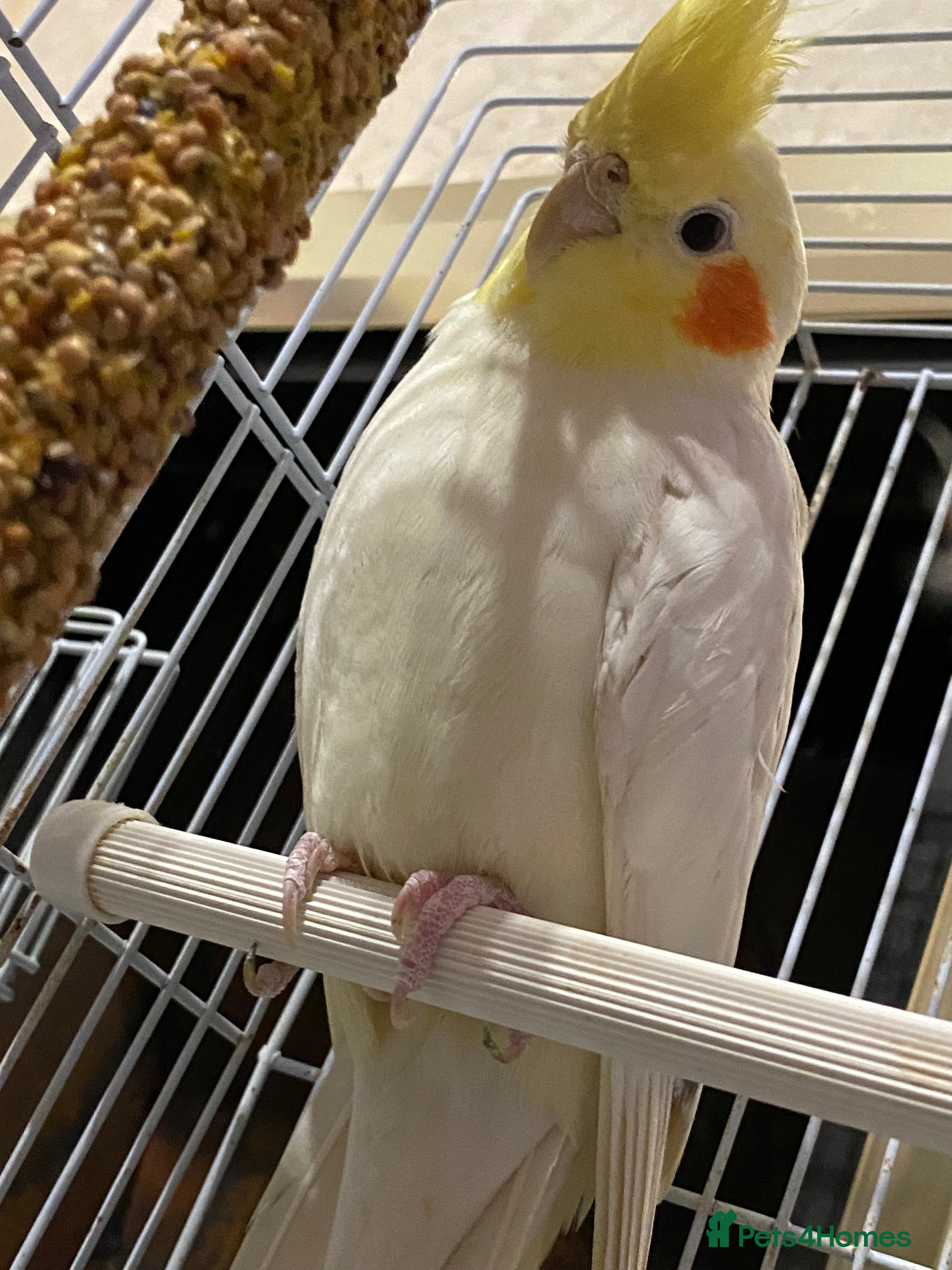 Cockatiels birds White Lutino cockatiel 17 weeks old - Advert 1