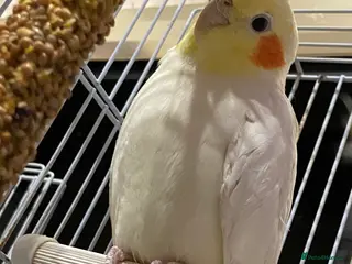 Cockatiels birds White Lutino cockatiel 17 weeks old - Advert 1