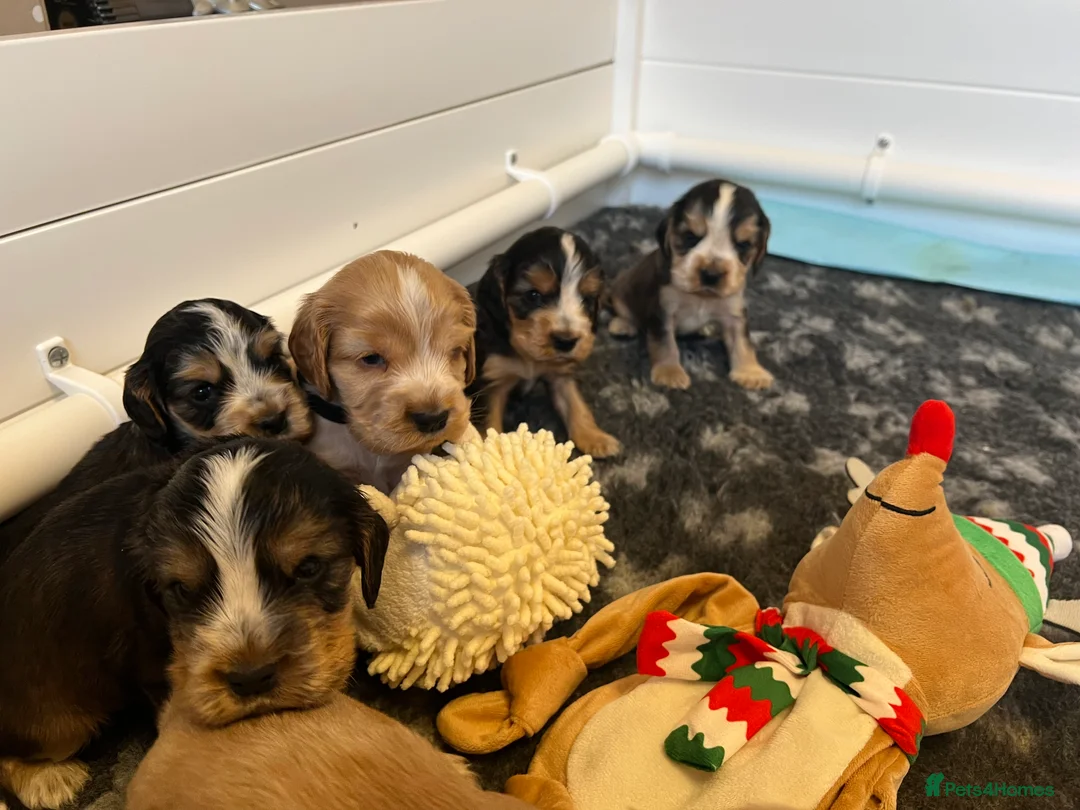 Cocker Spaniel dogs for sale: Exceptional Health Tested Show Cocker Spaniel - Advert 6