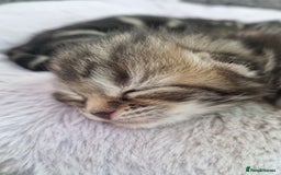 Ragdoll cats for sale: Boy and girl tabby X Ragdoll - Image 1