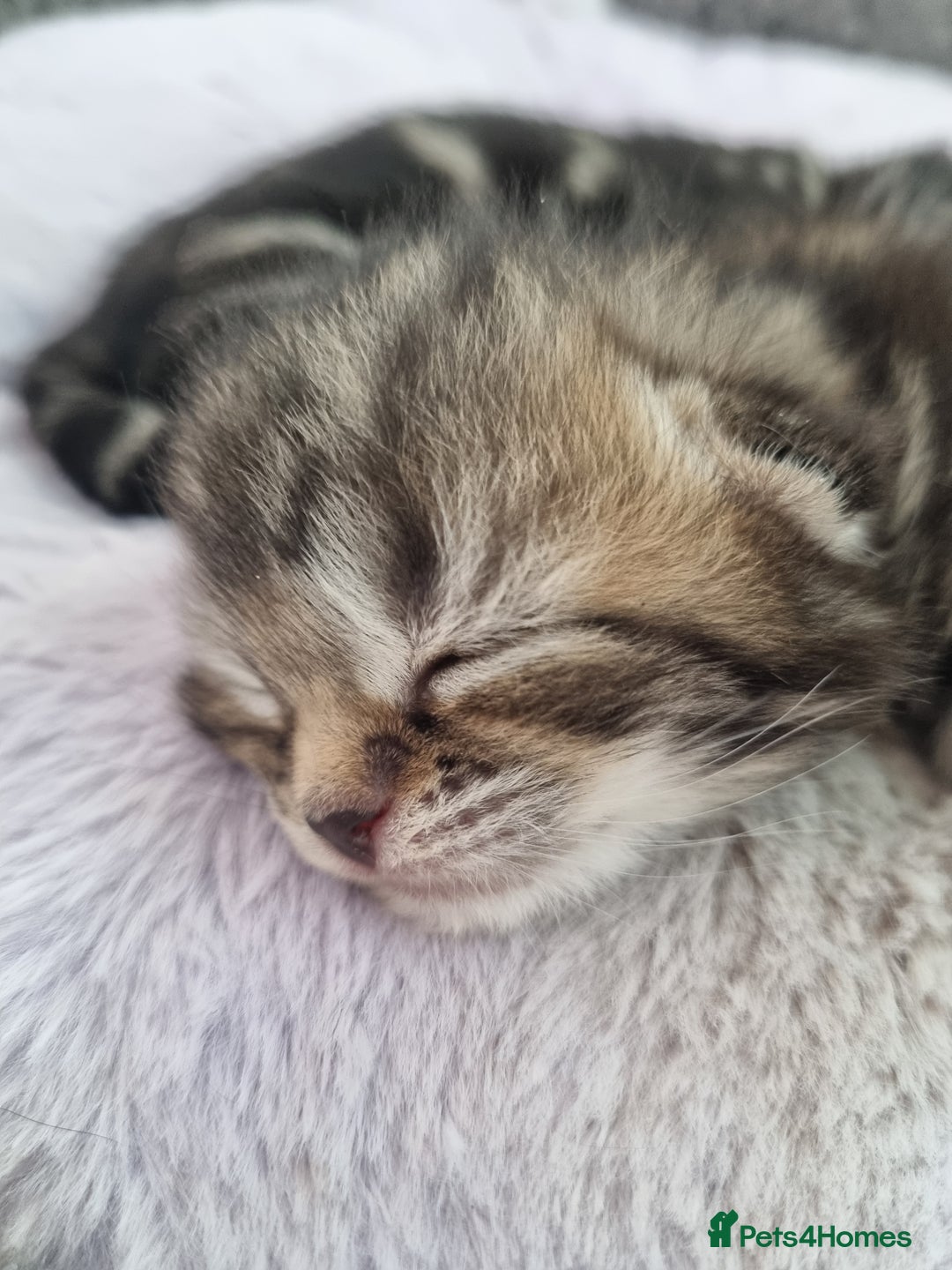 Ragdoll cats for sale: Boy and girl tabby X Ragdoll - Image 1