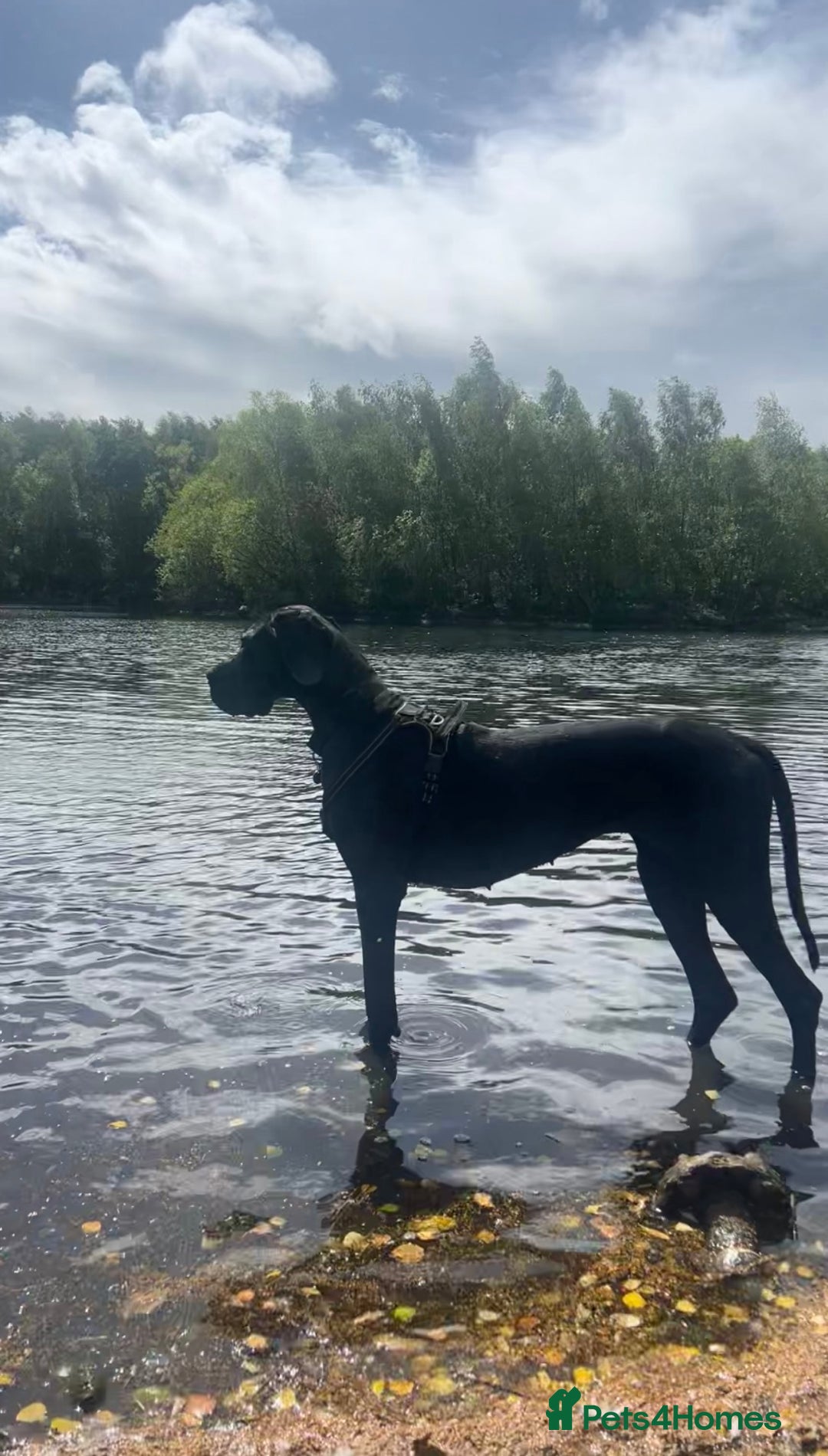 Great Dane dogs for sale: Female KC registered Great Dane - Image 8