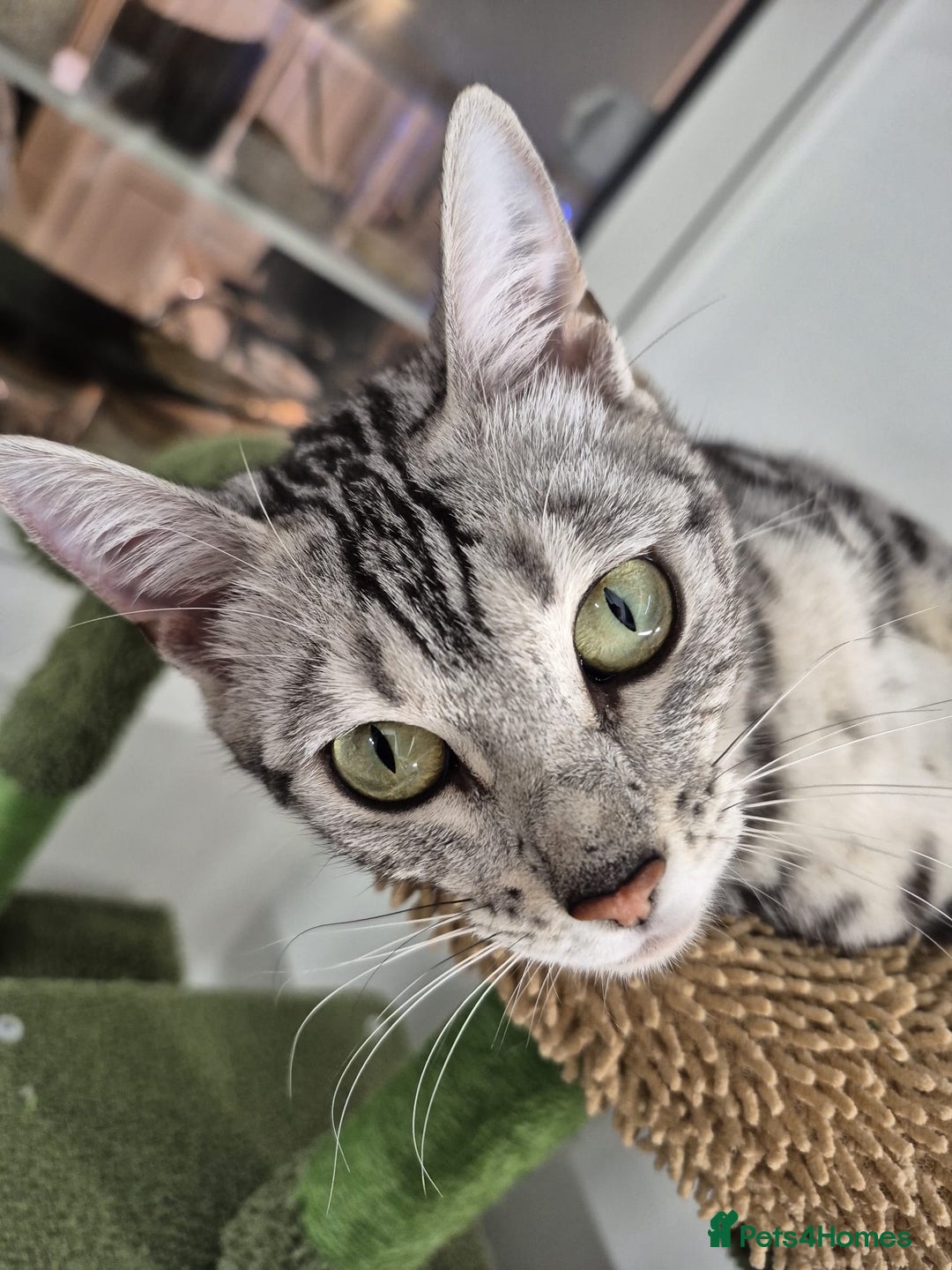 Bengal cats for sale: Bengal girl - Advert 4