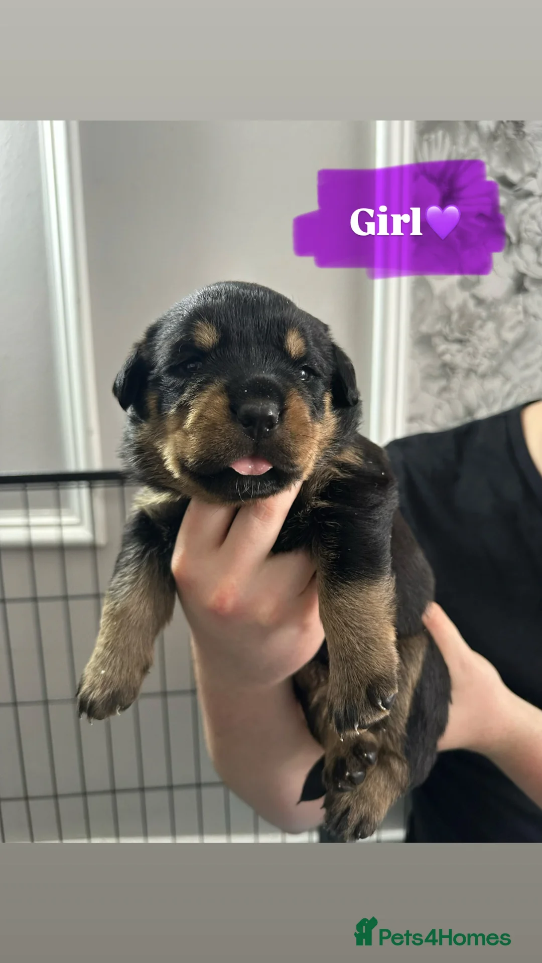 Rottweiler dogs for sale: 9 Beautiful Rottweiler Puppies - RESERVATION in Livingston - Advert 28