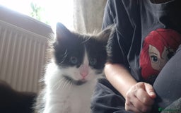 Mixed Breed cats for sale: 4 black and white kittens - Image 11