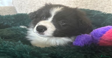 Border Collie dogs One beautiful boy available  - Advert 8