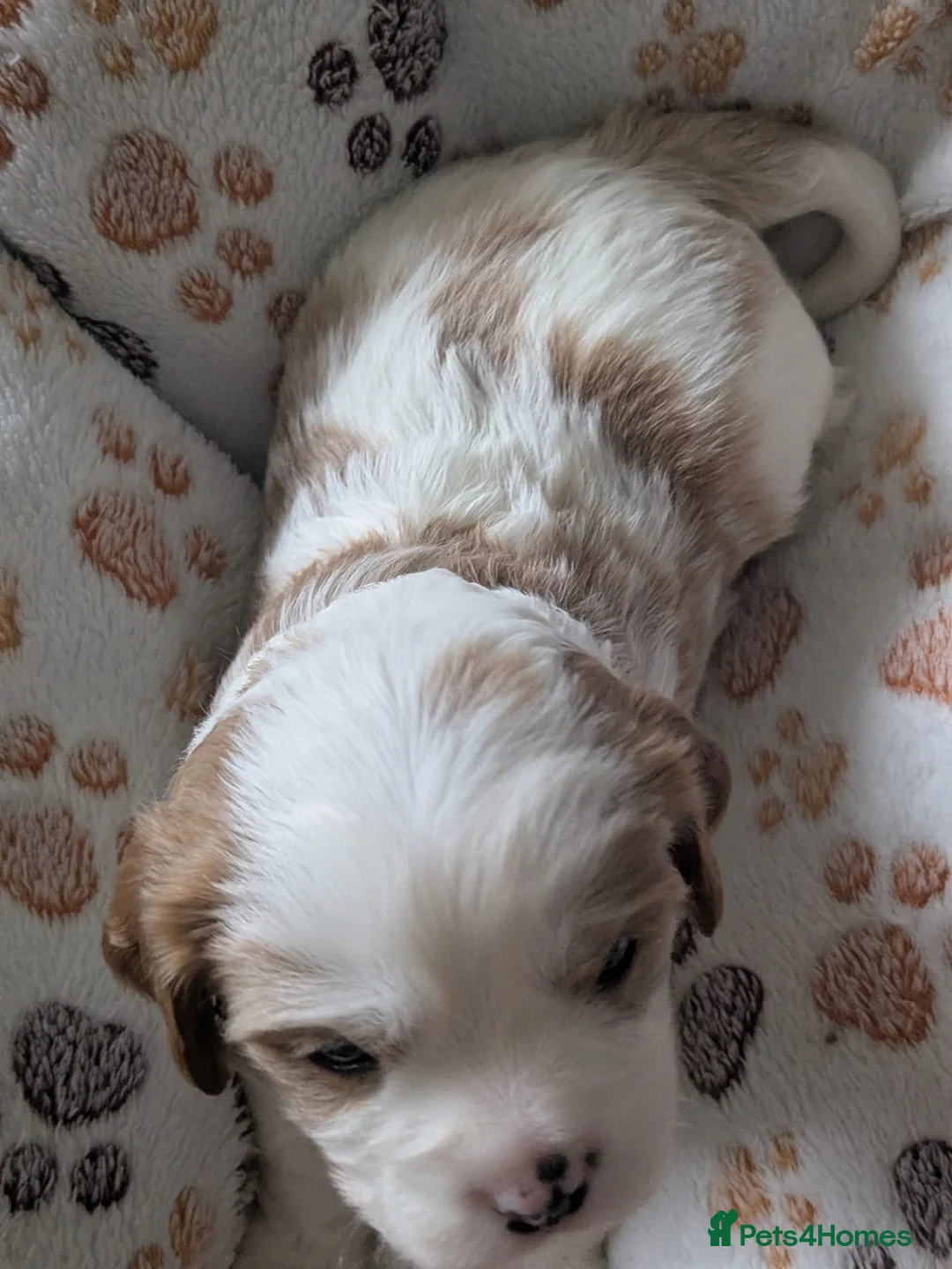 Cavalier King Charles Spaniel dogs for sale: King charles cavalier puppies - Advert 9