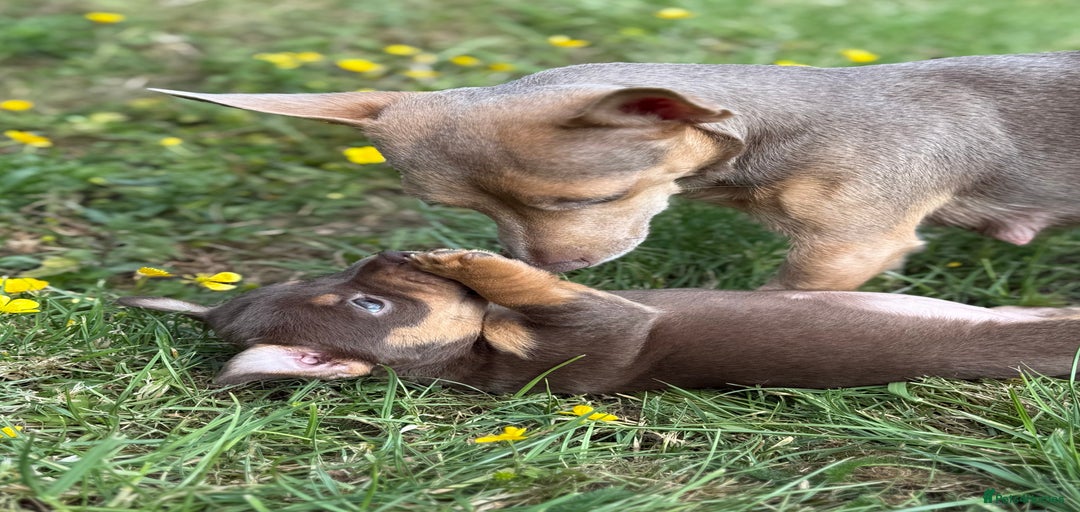 Gallery Image {{count}}