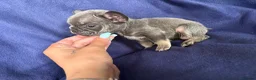 French Bulldog dogs for sale: 5 French bulldog pups - Advert 6