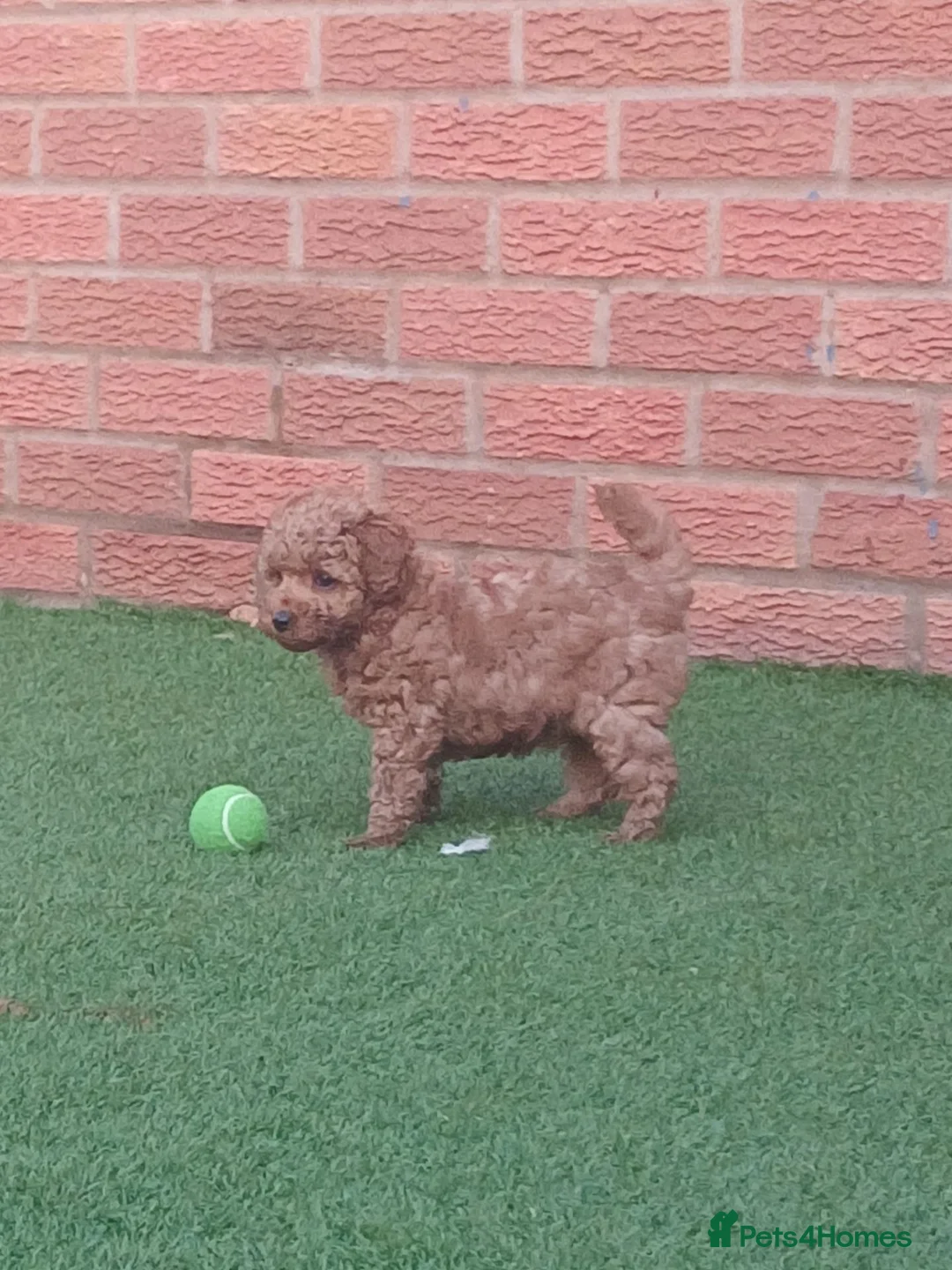 Labradoodle dogs for sale: Miniature labradoodle girls - Advert 14