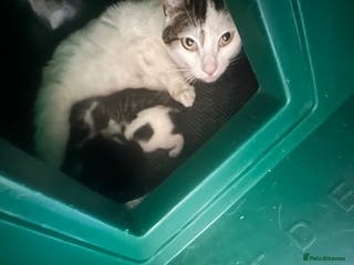 Domestic Shorthair cats Domestic shorthair kittens - Advert 7