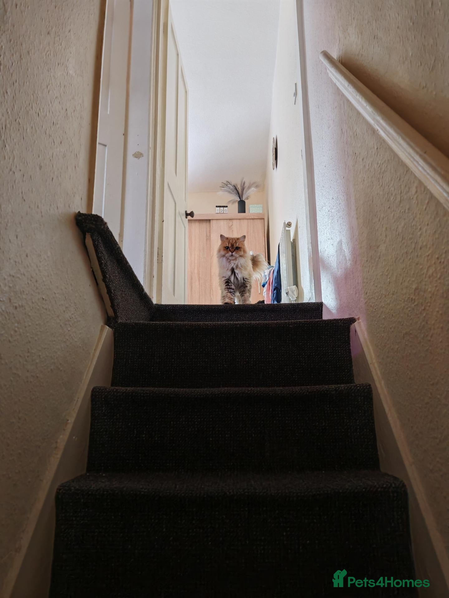 Scottish Fold cats Tica active registered  - Advert 1