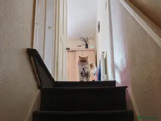 Scottish Fold cats Tica active registered - Advert 1
