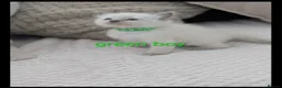 Ragdoll cats for sale: 🐾 5 Beautiful Ragdoll Kittens Looking for homes - Advert 4