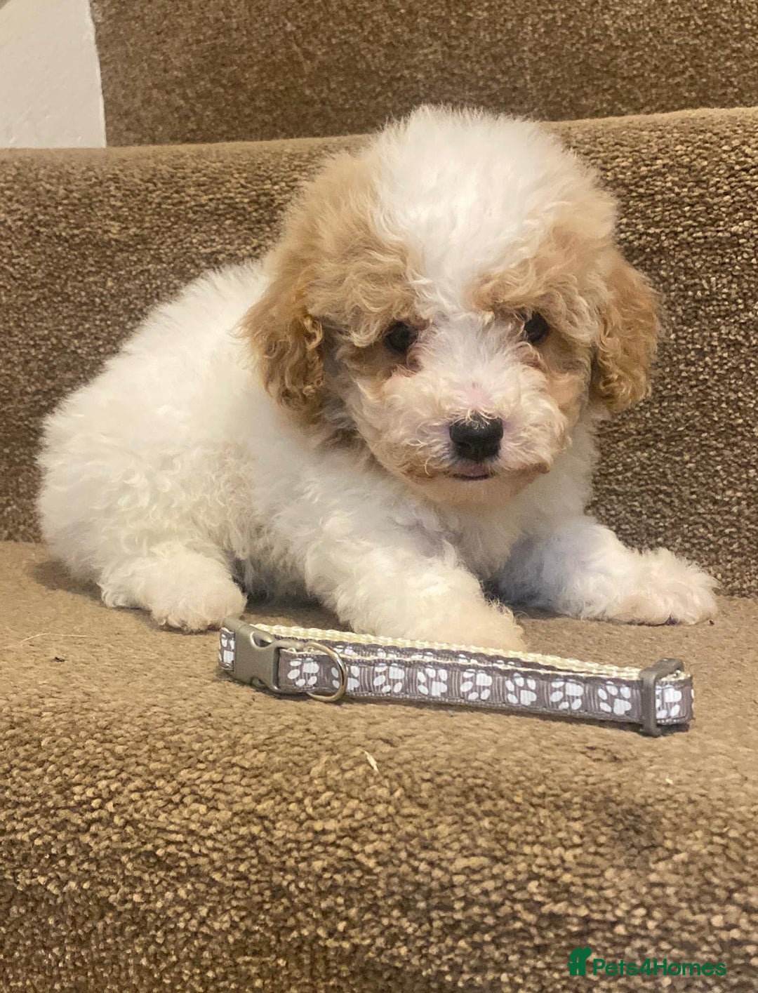 Cavapoo dogs for sale: F2 cavapoo puppys - Advert 13