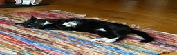 Domestic Shorthair cats for adoption: Ronnie, gentle 2 year old male - Advert 2