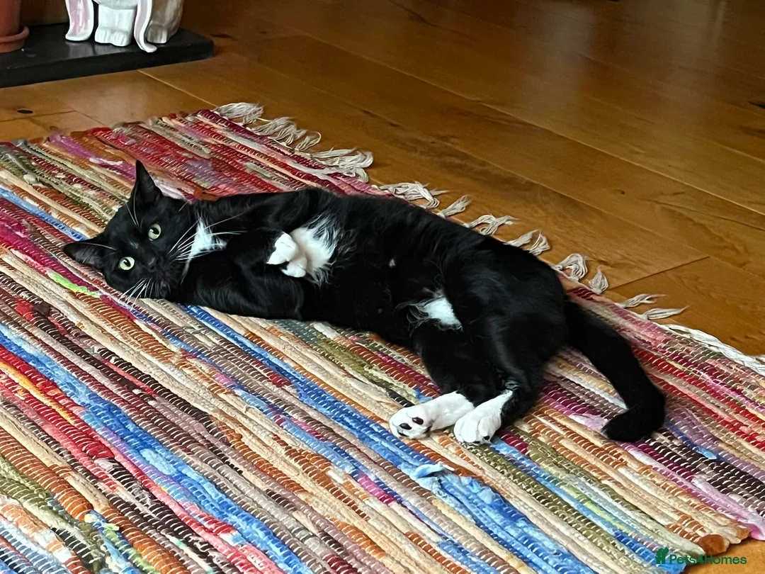Domestic Shorthair cats for adoption: Ronnie, gentle 2 year old male - Advert 2