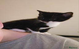 Mixed Breed cats for sale: Female kitten - Image 22