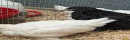 Chickens poultry for sale: Young booted bantams  - Advert 5