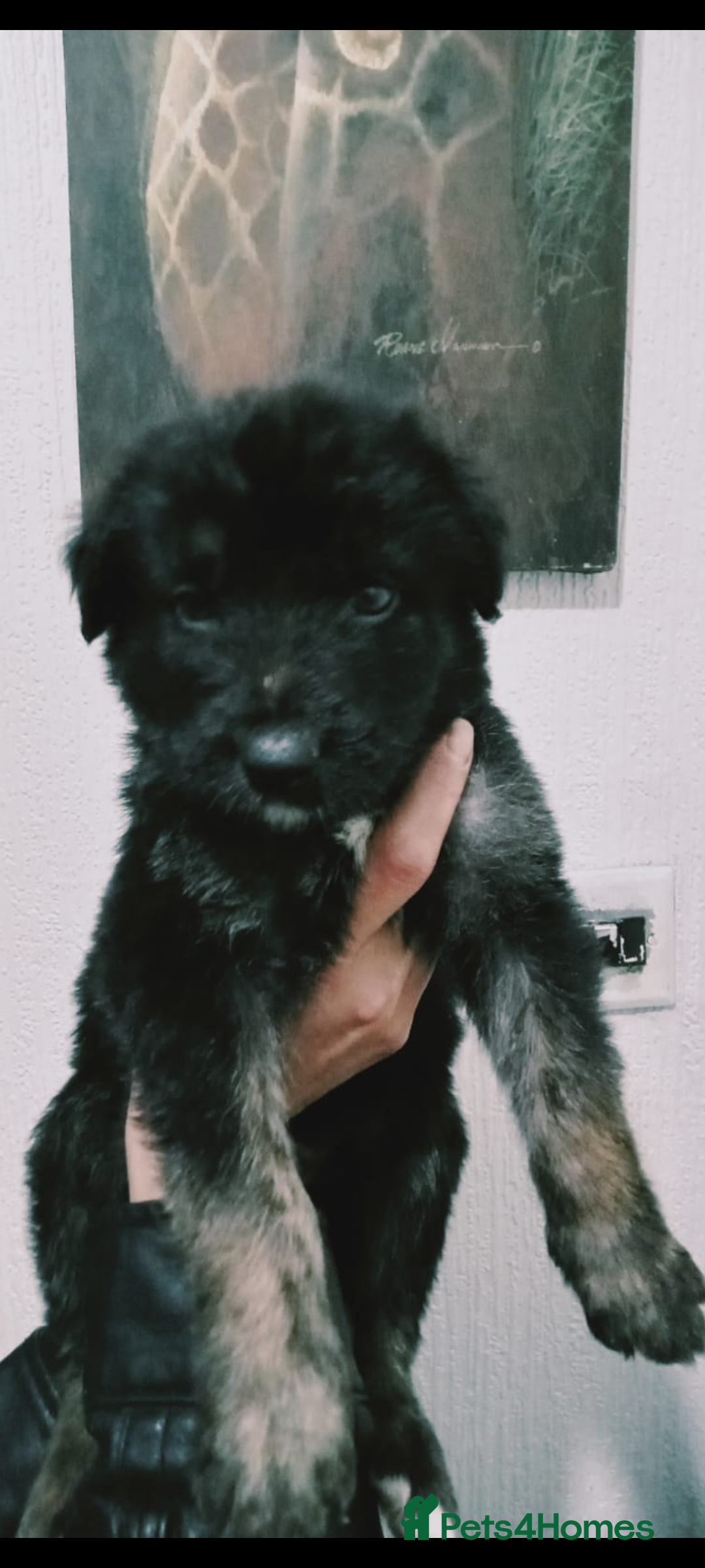 Mixed Breed dogs for sale: German shepherd cross deerhound  - Image 11