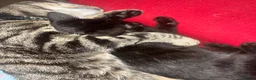 Mixed Breed cats for sale: 2 kittens, black male & tabby female - Advert 11