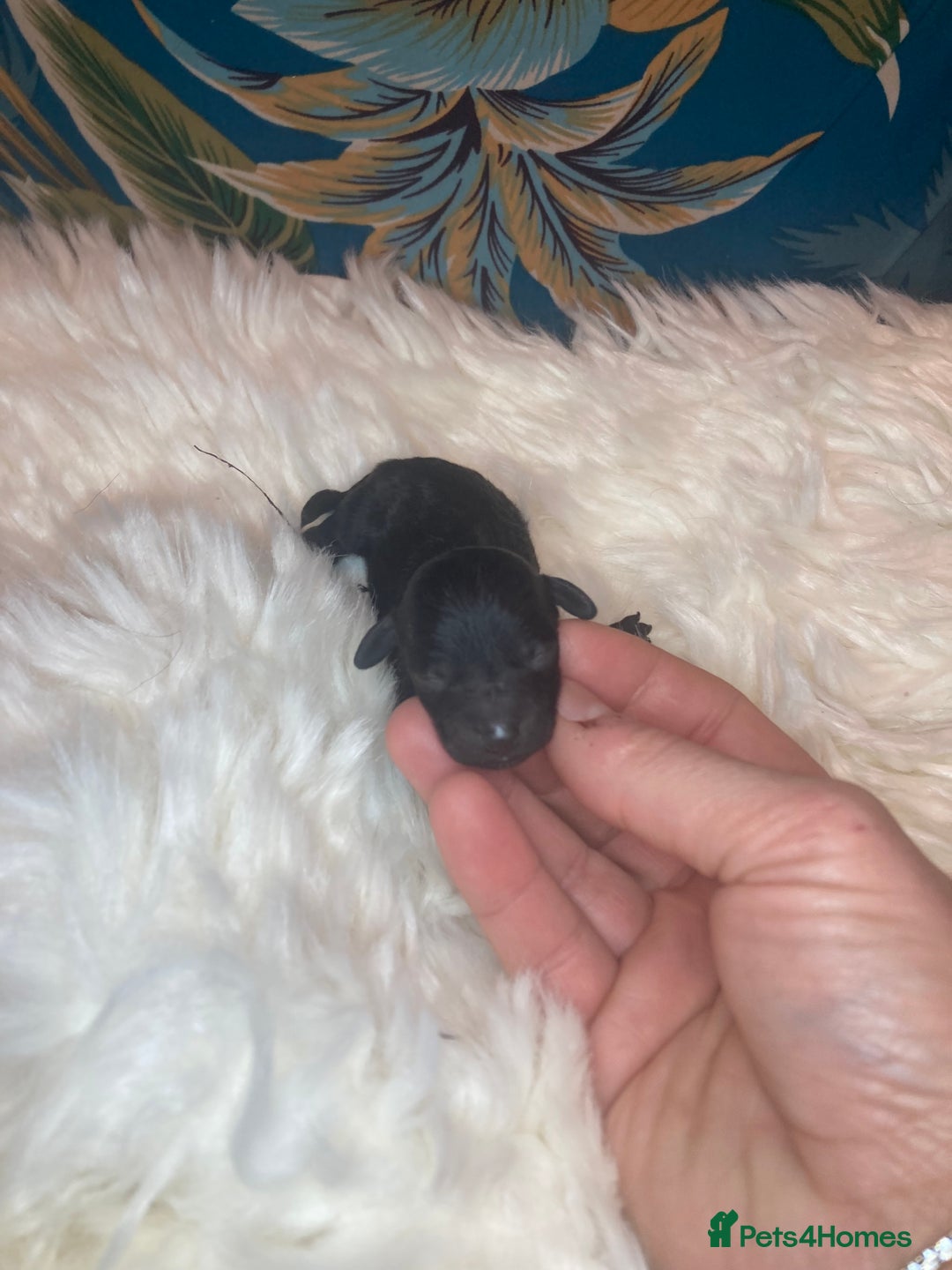 Toy Poodle dogs for sale: Beautiful toy poodle girl  - Advert 5