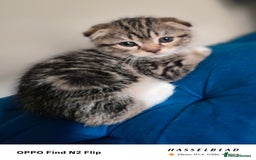 Scottish Fold cats for sale: Scottish fold kittens - Image 5
