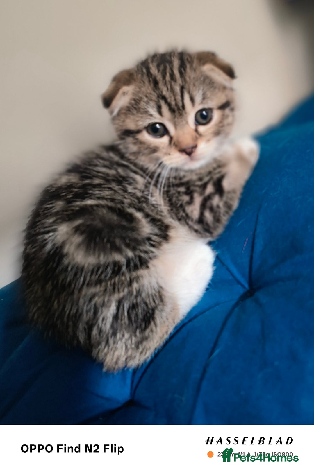 Scottish Fold cats for sale: Scottish fold kittens - Image 5