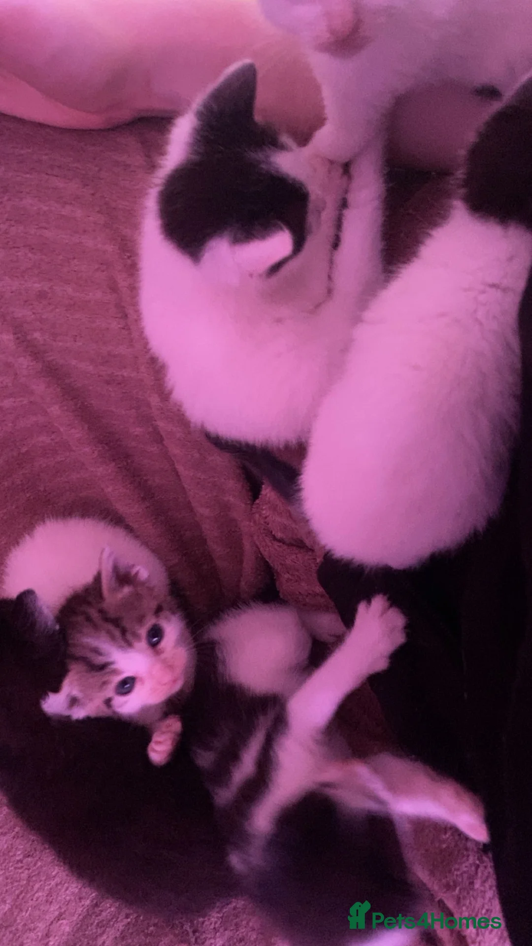 Mixed Breed cats for sale: 6 beautiful kittens for sale  in Southport - Advert 5