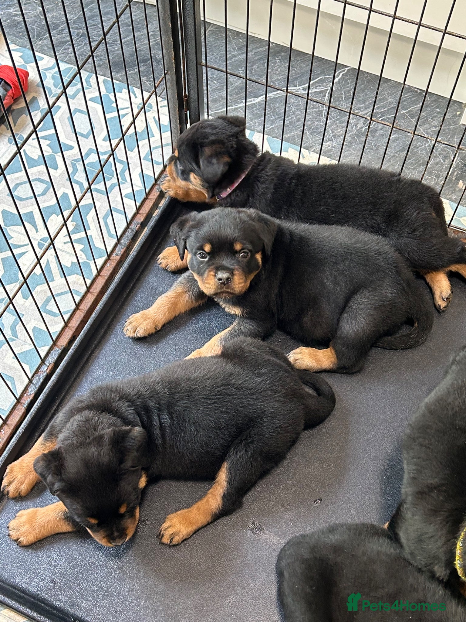 Rottweiler dogs for sale: Rottweiler Puppies  - Advert 10