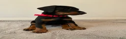 Dobermann dogs for sale: KC Registered Doberman Pups - Advert 2