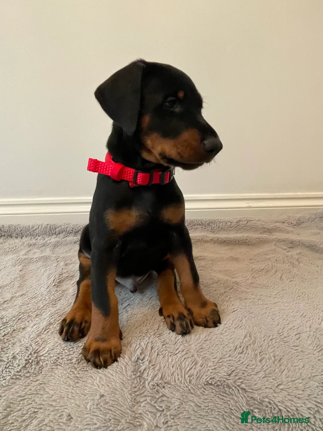 Dobermann dogs for sale: KC Registered Doberman Pups - Advert 2