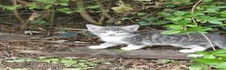 Mixed Breed cats for sale: Adorable Kittens Looking for Their Forever Homes . in Mansfield - Advert 10