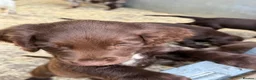 Cocker Spaniel dogs for sale: Cocker Spaniel Puppies  - Advert 6