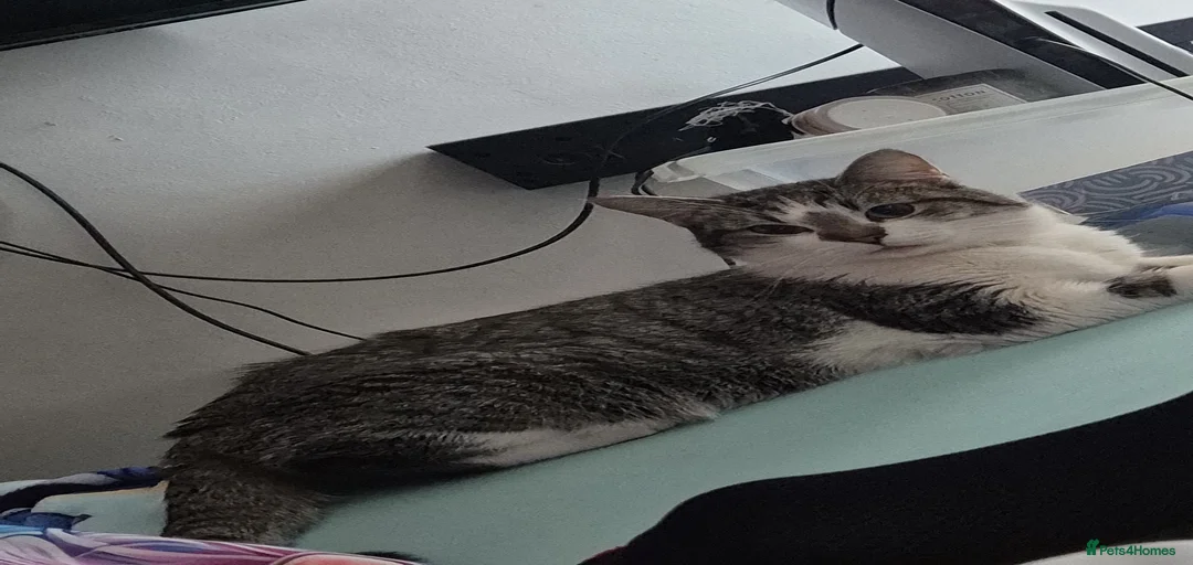 Gallery Image {{count}}