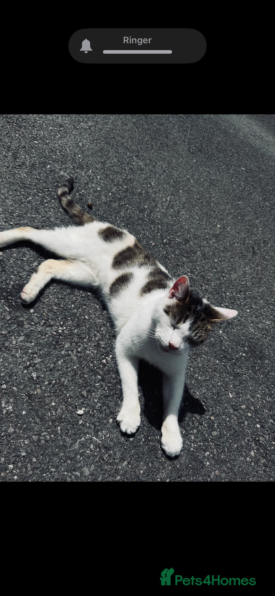 Mixed Breed cats for sale: Rebel - Advert 4