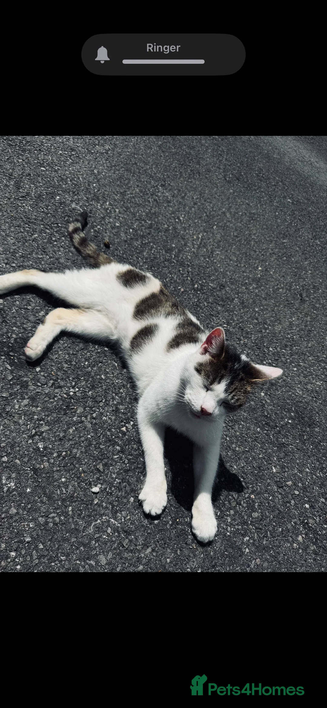 Mixed Breed cats for sale: Rebel - Advert 4