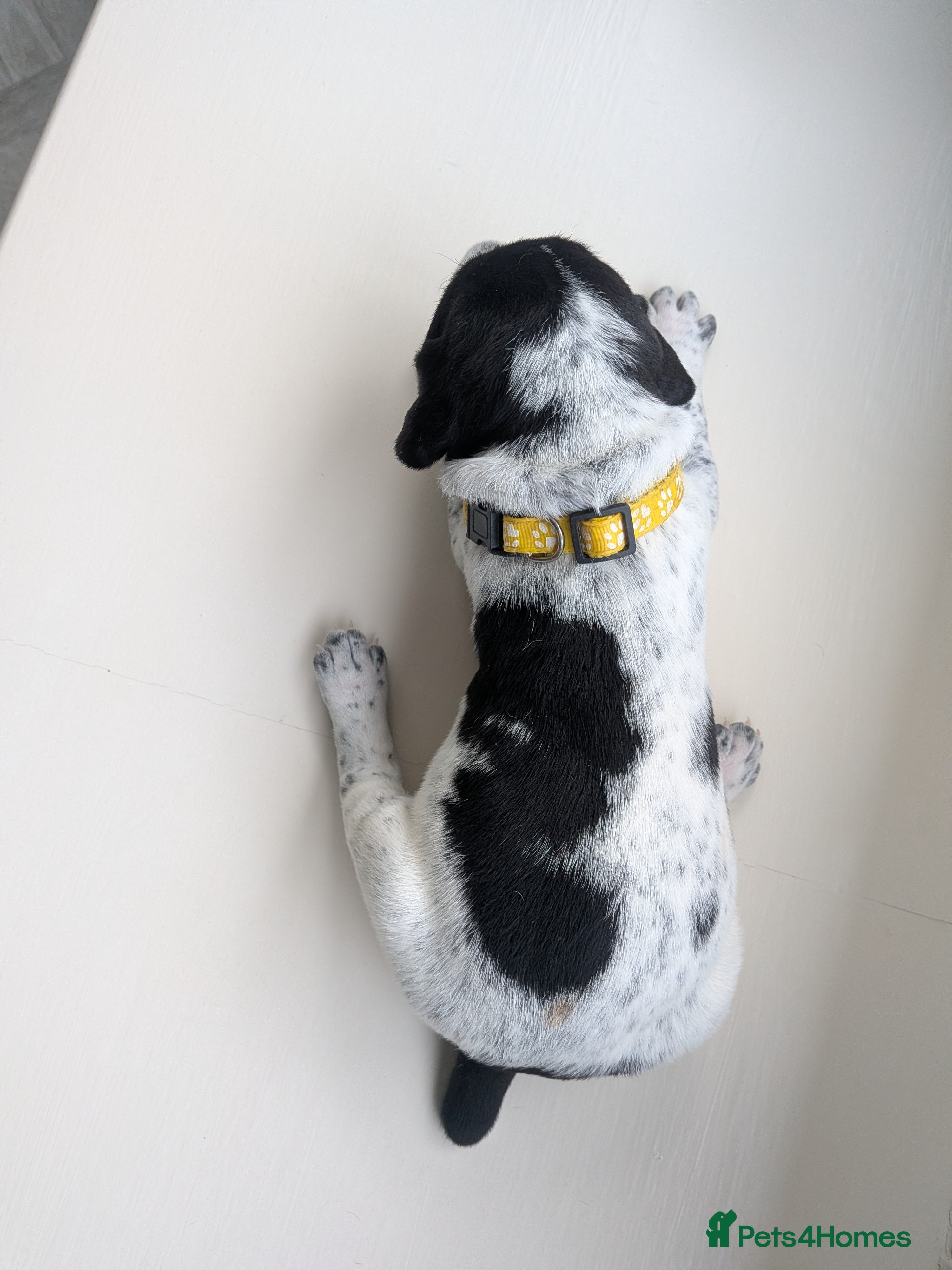 German Shorthaired Pointer dogs Stunning 3rd Generation Pups Available  - Advert 2