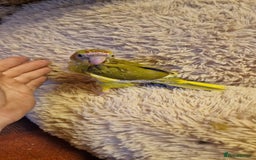 Parakeets birds for sale: Hand Tame kakarikis - Image 3