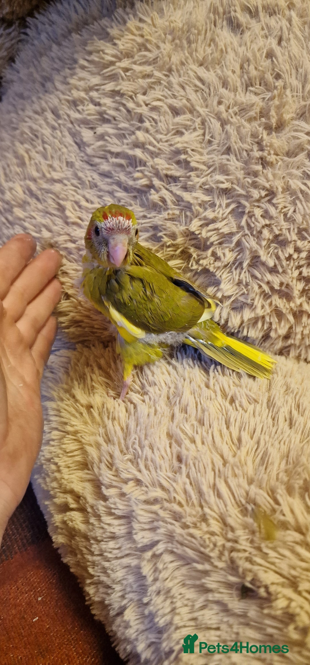 Parakeets birds for sale: Hand Tame kakarikis - Image 3