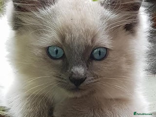 Ragdoll cats Stunning 3/4 Ragdoll kittens - Advert 2