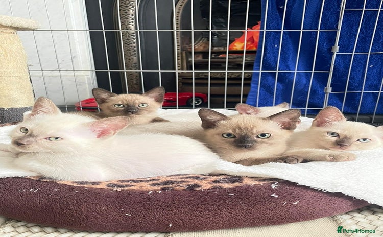 Mixed Breed cats - Advert 16